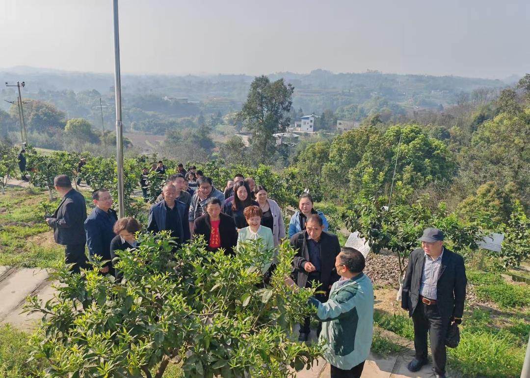我会泸州市办事处在泸县开展柚子种植技术培训会(图1)